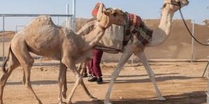 300 جائزة ضمن مهرجان جادة الإبل في الطائف - AARC مصر